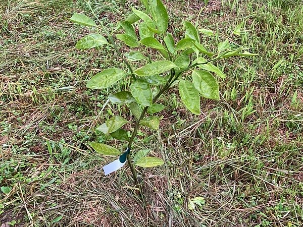 今年植えた花々の木々の画像