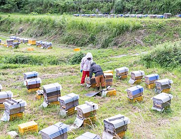 2022年採蜜の百花蜜のイメージ