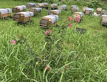 秋に向けての花粉源（蜜源たち）のイメージ