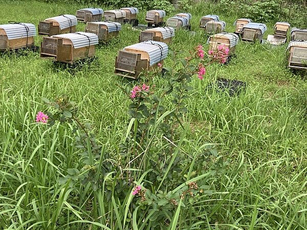 秋に向けての花粉源（蜜源たち）の画像